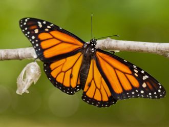 北美著名的帝王斑蝶 被列入瀕危物種