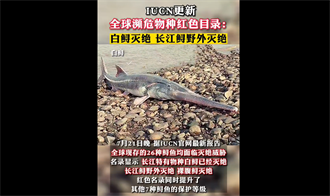「中國淡水魚之王」長江白鱘 正式宣佈滅絕