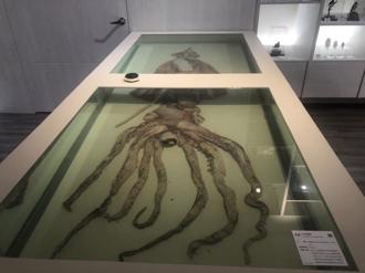 興大自然史博物館開幕  大王魷魚標本吸睛