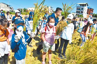 體驗農民辛苦 頭份小學童親手割稻穗