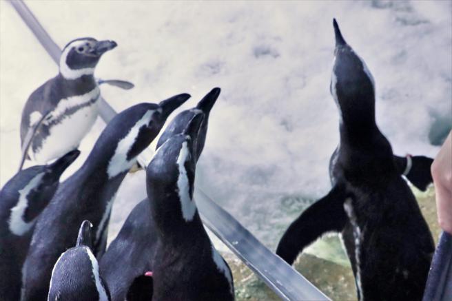 今年暑假Xpark也为企鹅精心准备夏季庆典，不仅利用冰雪搭成小冰山，更有流水「鱼」麵线让企鹅来品嚐。（Xpark提供）