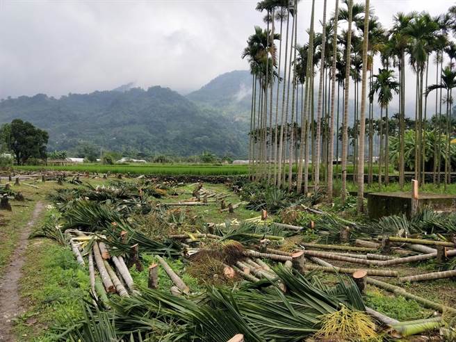 阳光基金会从前端推「槟榔废园转作计画」、结合公私单位推动「预防口腔癌」，降低导致口腔癌的因子，到后端透过社工、治疗师、护理师等专业团队提供「生心理重建服务」。（阳光基金会提供／林良齐台北传真）