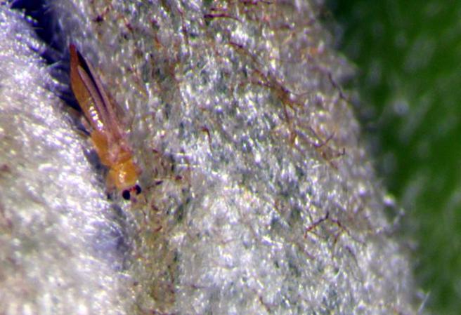 高温乾燥是蓟马好发季节，农委会台东区农业改良场呼吁农友，注意凤梨释迦的蓟马防治，减少损失。（图/ 中央社）