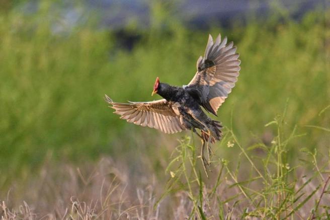 相当罕见的夏候鸟「董鸡」近来在台南市将军区农田现踪，吸引全台鸟友架着大炮镜头前来抢拍朝圣。（图/ 中央社）