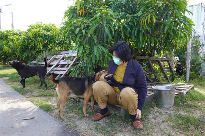 李贞仪一踏入园区，200多只狗儿兴奋地簇拥而上。（蔡旻妤摄）