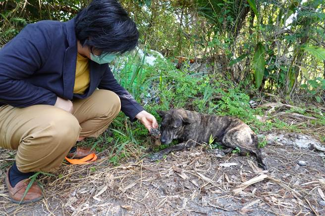 李贞仪一踏入园区，200多只狗儿兴奋地簇拥而上。（蔡旻妤摄）