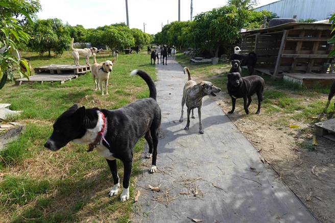 李贞仪一踏入园区，200多只狗儿兴奋地簇拥而上。（蔡旻妤摄）