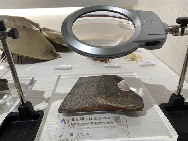 约2亿多年前的禄丰龙胚胎化石，目前在自然史博物馆展出，民眾可亲睹恐龙胚胎真面貌。（张妍溱摄）