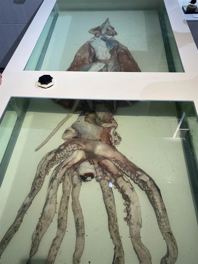 号称台湾第二大的「大王鱿鱼」浸制标本。（张妍溱摄）