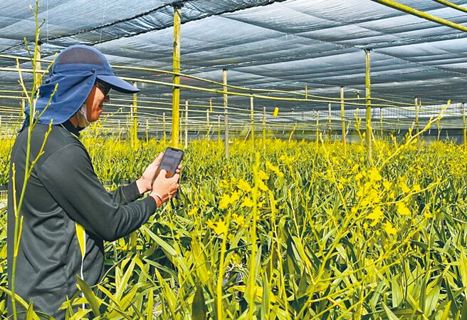 第6届百大青农詹侑宏，投入文心兰栽培运用智慧管理创造外销佳绩。（台中市政府提供／陈世宗台中传真）