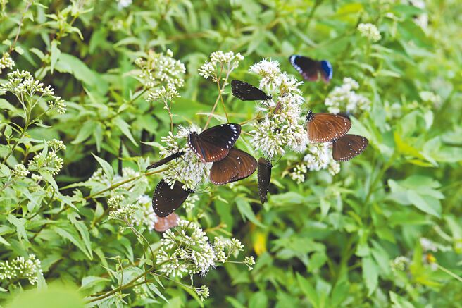 台南市关子岭岭顶公园蝶况佳，蜜源区引200只紫斑蝶飞舞。（台湾紫斑蝶生态保育协会提供／张毓翎台南传真）