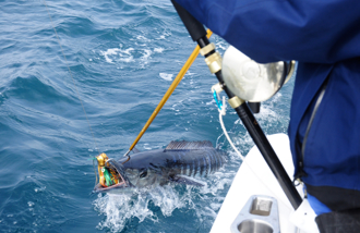 海釣沒收獲 181公斤巨魚自投羅網 跳上船生4寶寶