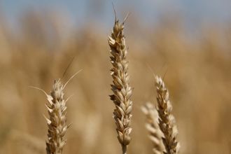 美促俄履行烏克蘭穀物出口協議  劍指中方屯糧