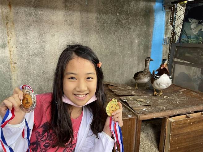 因为家里不准养宠物，尚仁国小陈以琳把学校里养的鸳鸯当成好朋友，也以此获得全国动物故事竞赛冠军。（基隆市教育处提供／张志康基隆传真）