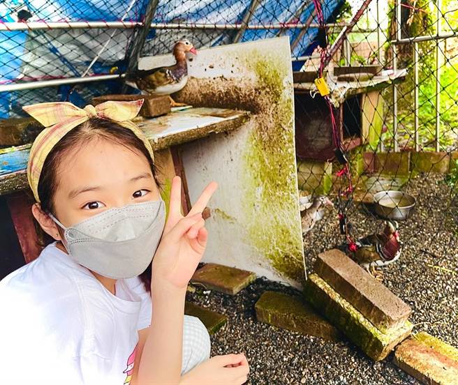 因为家里不准养宠物，尚仁国小陈以琳把学校里养的鸳鸯当成好朋友，也以此获得全国动物故事竞赛冠军。（基隆市教育处提供／张志康基隆传真）