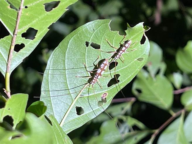 高砂白天牛。（林務局台東林管處提供／蔡旻妤台東傳真）