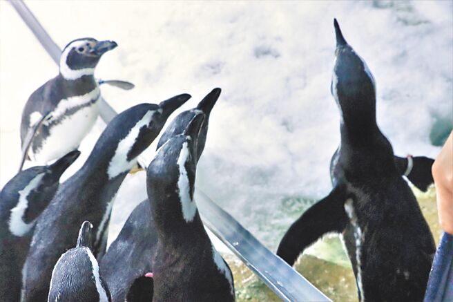 今年暑假Xpark为企鹅精心准备夏季庆典，不仅利用冰雪搭成小冰山，更有流水「鱼」麵线让企鹅来品尝。（Xpark提供）