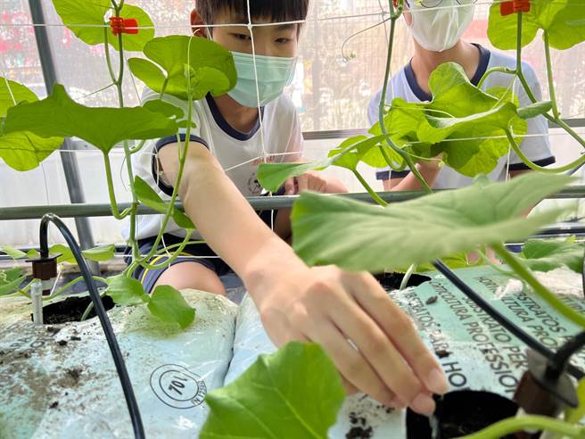 台中市深耕数位教育，光復国中小生化身智慧小青农，学生亲自观察牛番茄如何受高温影响，进而发想智慧科技解决方法。（台中市政府提供）