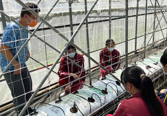 台中市深耕数位教育，光復国中小生化身智慧小青农，学生亲自观察牛番茄如何受高温影响，进而发想智慧科技解决方法。（台中市政府提供）