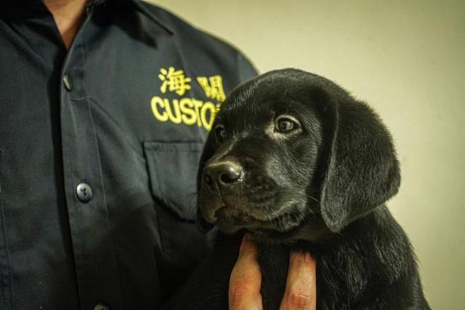 財政部關務署旗下的海關緝毒犬培訓中心，5月下旬迎來一批拉布拉多幼犬。海關緝毒犬培訓中心稽核劉政忠指出，根據過往經驗和國外研究，比起其他毛色犬隻，黑色狗狗訓成率確實略勝一籌。（圖/ 中央社）