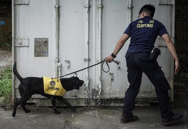 財政部關務署旗下的海關緝毒犬培訓中心領犬員，與狗狗進行緝菸犬模擬訓練。（圖/ 中央社）