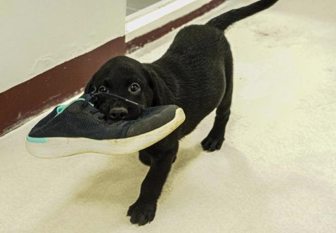 財政部關務署旗下的海關緝毒犬中心，會讓幼犬在已清消區域自由活動。（圖/ 中央社）