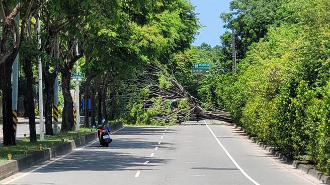 高雄市鸟松区大埤路溼地公园旁（东往西方向）一棵路树24日上午11时许倒塌，幸无人车受伤。（翻摄照片／林瑞益高雄传真）