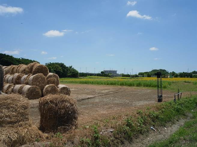 「雲林農業設計展」位於北港糖廠周邊的花海登場，民眾先睹為快。（張朝欣攝）