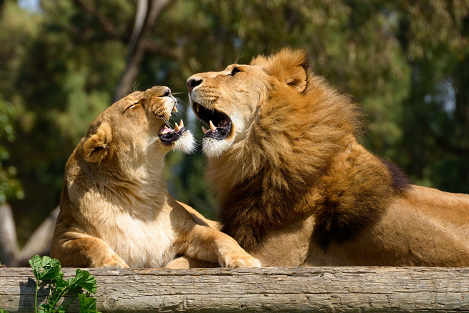 美国伯明罕动物园替丧偶母狮找新对象，未料双方刚见面就发生衝突，母狮惨被公狮咬死。(示意图/达志影像)