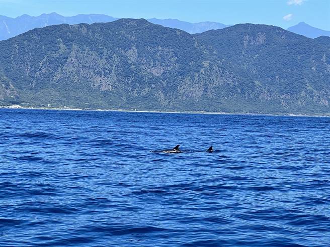 全台首艘赏鲸船「海鲸号」今年初惨遭祝融，经半年翻修，今天一早从花莲丰滨乡石梯坪渔港重新启航，罕见的花纹海豚也出来喜迎浴火重生的船只。（丰滨乡公司提供／罗亦晽花莲传真）
