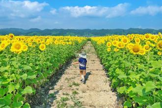 夏季限定！來去日本山形挑戰向日葵花之迷宮、拍美照