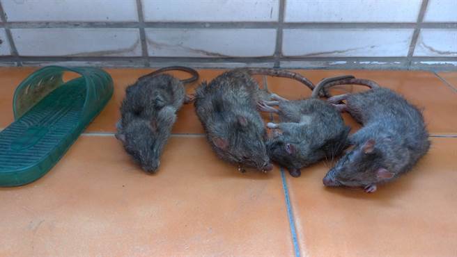 高雄三民区宝狮里克武路一带因有住户不注重卫生整洁，导致环境脏乱，孳生许多老鼠四处钻窜，就有民眾在家中摆放捕鼠笼，半年来竟捕获多达148只老鼠，让周遭住户相当无奈。（林昆明提供／洪浩轩高雄传真）