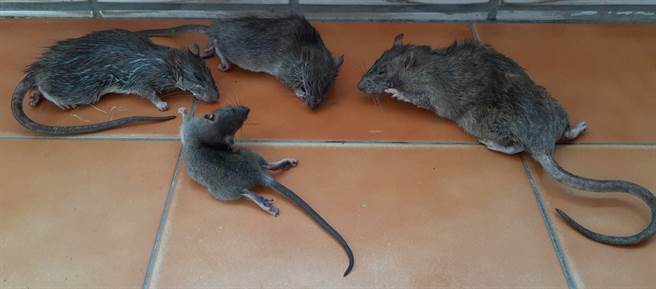 高雄三民区宝狮里克武路一带因有住户不注重卫生整洁，导致环境脏乱，孳生许多老鼠四处钻窜，就有民眾在家中摆放捕鼠笼，半年来竟捕获多达148只老鼠，让周遭住户相当无奈。（林昆明提供／洪浩轩高雄传真）