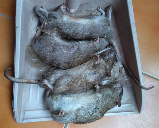 高雄三民区宝狮里克武路一带因有住户不注重卫生整洁，导致环境脏乱，孳生许多老鼠四处钻窜，就有民眾在家中摆放捕鼠笼，半年来竟捕获多达148只老鼠，让周遭住户相当无奈。（林昆明提供／洪浩轩高雄传真）