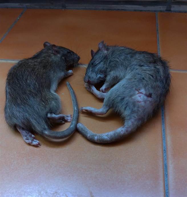 高雄三民区宝狮里克武路一带因有住户不注重卫生整洁，导致环境脏乱，孳生许多老鼠四处钻窜，就有民眾在家中摆放捕鼠笼，半年来竟捕获多达148只老鼠，让周遭住户相当无奈。（林昆明提供／洪浩轩高雄传真）