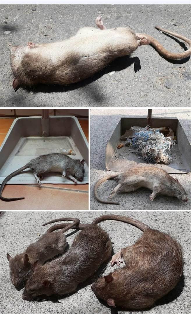 高雄三民区宝狮里克武路一带因有住户不注重卫生整洁，导致环境脏乱，孳生许多老鼠四处钻窜，就有民眾在家中摆放捕鼠笼，半年来竟捕获多达148只老鼠，让周遭住户相当无奈。（林昆明提供／洪浩轩高雄传真）