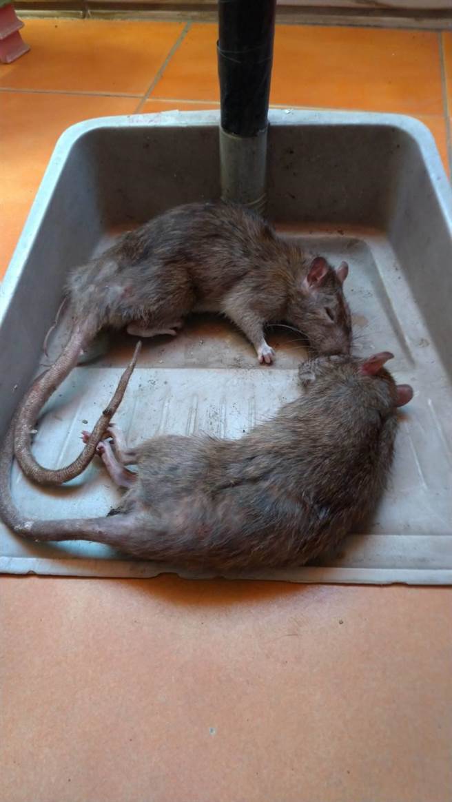 高雄三民区宝狮里克武路一带因有住户不注重卫生整洁，导致环境脏乱，孳生许多老鼠四处钻窜，就有民眾在家中摆放捕鼠笼，半年来竟捕获多达148只老鼠，让周遭住户相当无奈。（林昆明提供／洪浩轩高雄传真）