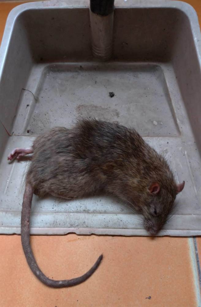 高雄三民区宝狮里克武路一带因有住户不注重卫生整洁，导致环境脏乱，孳生许多老鼠四处钻窜，就有民眾在家中摆放捕鼠笼，半年来竟捕获多达148只老鼠，让周遭住户相当无奈。（林昆明提供／洪浩轩高雄传真）