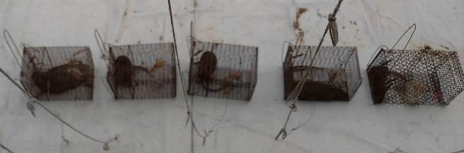 高雄三民区宝狮里克武路一带因有住户不注重卫生整洁，导致环境脏乱，孳生许多老鼠四处钻窜，就有民眾在家中摆放捕鼠笼，半年来竟捕获多达148只老鼠，让周遭住户相当无奈。（林昆明提供／洪浩轩高雄传真）