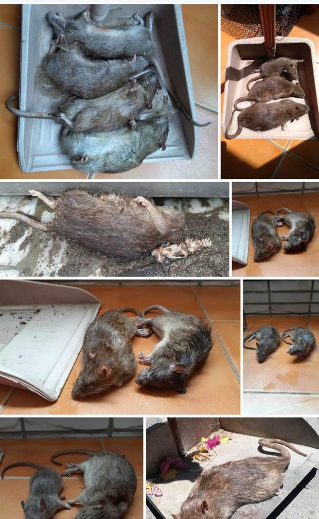 高雄三民区宝狮里克武路一带因有住户不注重卫生整洁，导致环境脏乱，孳生许多老鼠四处钻窜，就有民眾在家中摆放捕鼠笼，半年来竟捕获多达148只老鼠，让周遭住户相当无奈。（林昆明提供／洪浩轩高雄传真）