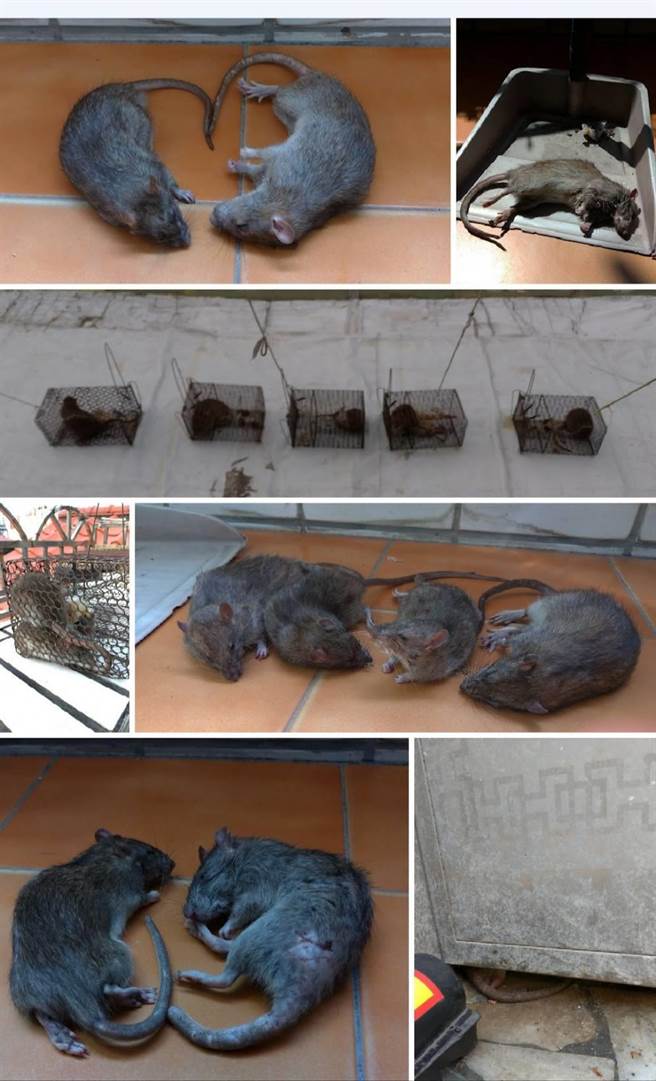 高雄三民区宝狮里克武路一带因有住户不注重卫生整洁，导致环境脏乱，孳生许多老鼠四处钻窜，就有民眾在家中摆放捕鼠笼，半年来竟捕获多达148只老鼠，让周遭住户相当无奈。（林昆明提供／洪浩轩高雄传真）