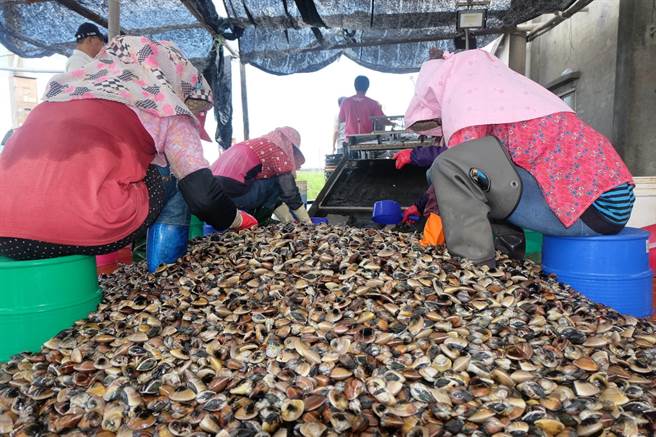 天熱雲林縣沿海文蛤肥美受歡迎，餐廳、網購增加2成以上。（本報資料照片）