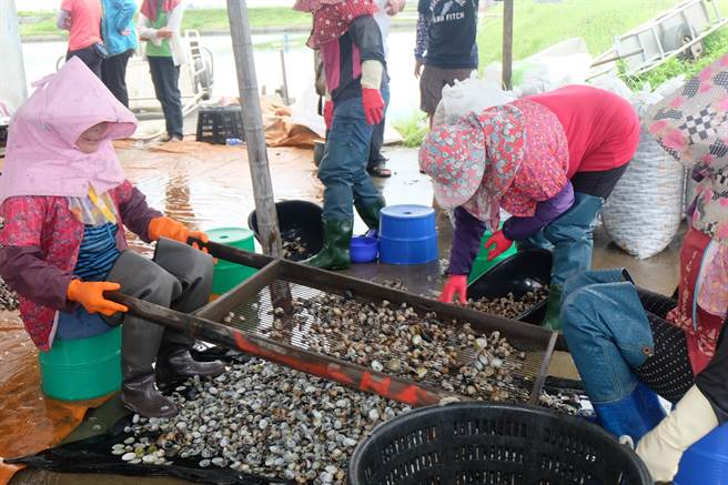 天熱雲林縣沿海文蛤肥美受歡迎，餐廳、網購增加2成以上。（本報資料照片）