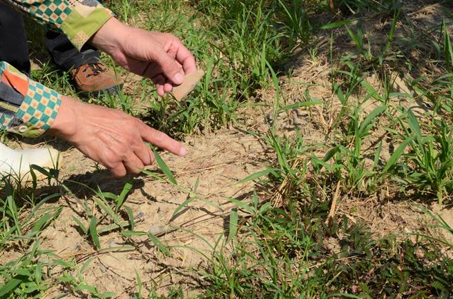森林城市协会理事杨吉寿在高雄市中山大学仁武校区发现疑似平埔族遗址的陶器碎片。（林瑞益摄）