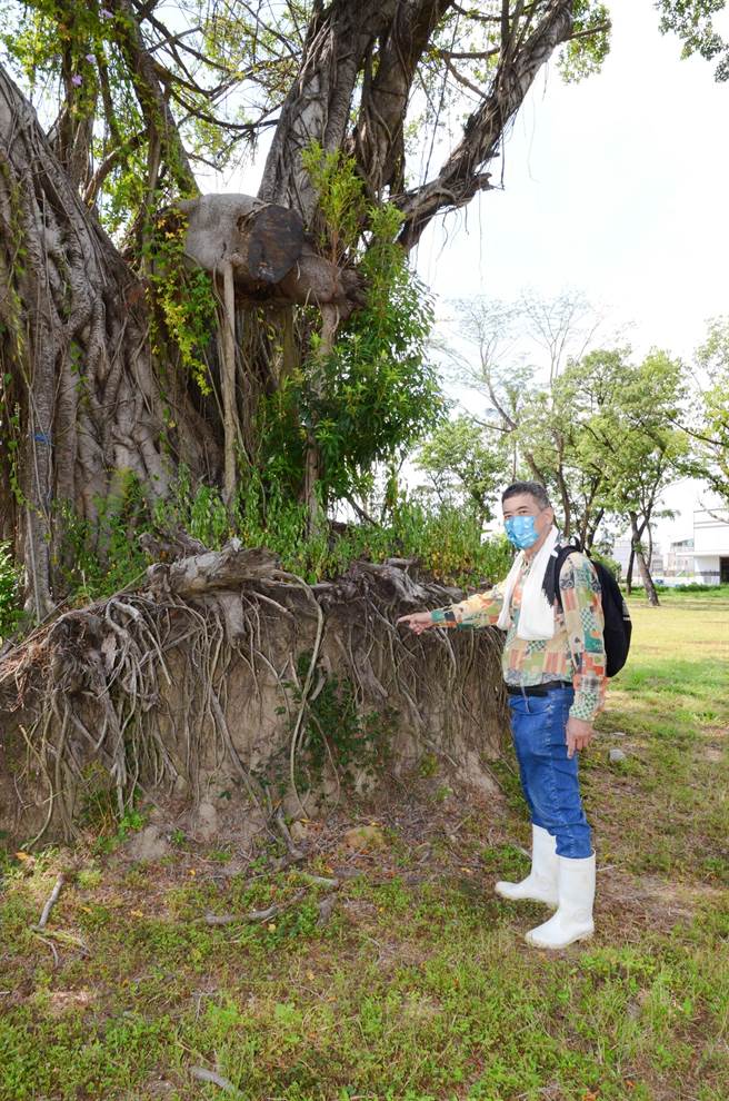 森林城市协会理事杨吉寿指出，因为整地导致大棵榕树的树根被翻起，让他找到许多陶器碎片，研判此区域是平埔族遗址。（林瑞益摄）