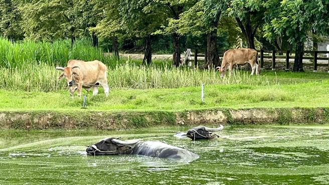 台南市柳营区「老牛的家」专门收容老牛，其中怕热的水牛，夏天常要泡水降温。（张毓翎摄）