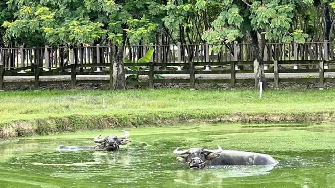 水牛泡在水中消暑的憨呆模样，令游客直呼「超可爱」。（张毓翎摄）
