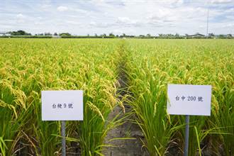 「台中200號」新種水稻不易受氣候影響  儲存4個月口感不會變