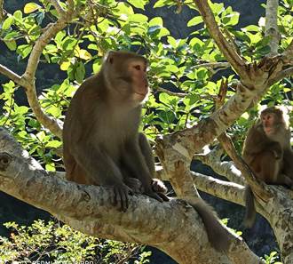 花蓮佐倉步道常見獼猴 小心猴痘切勿接觸餵食