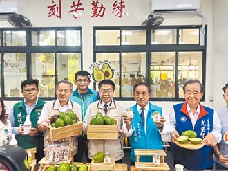台南大內酪梨盛產 價格更親民